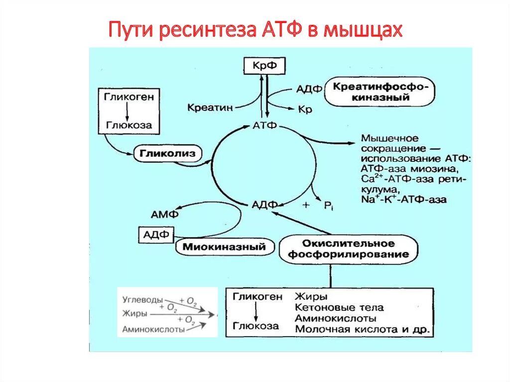 Увеличение атф. Синтез АТФ биохимия схема. Аэробный и анаэробный путь ресинтеза АТФ. Механизм образования АТФ В мышцах. Биохимия мышечного сокращения пути ресинтеза АТФ.