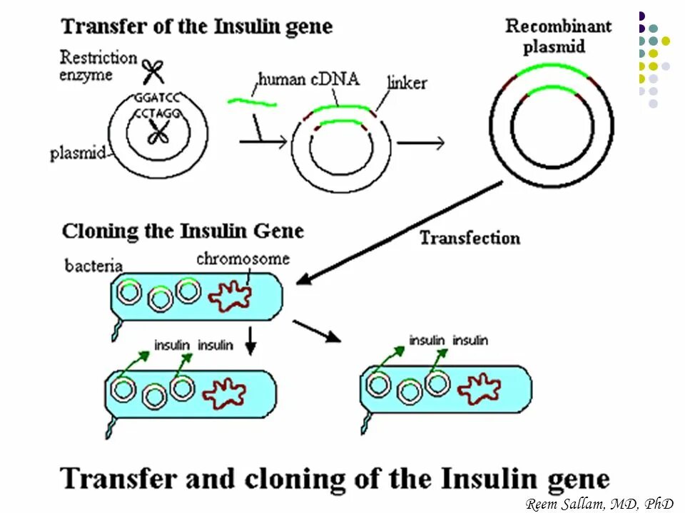 Клонирование плазмиды. Gene Cloning. Молекулярное клонирование. Плазмиды и инсулин. Клонирование ДНК.