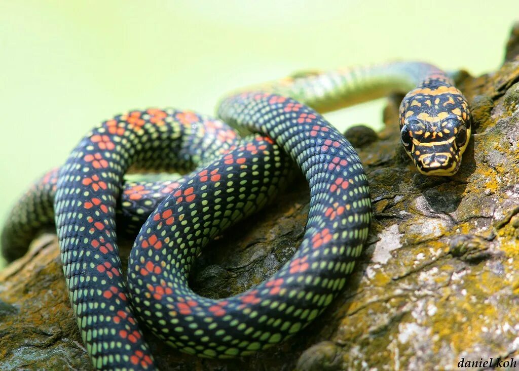 Wonder a see snake