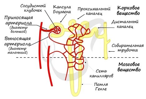 Собирательные трубочки пирамид