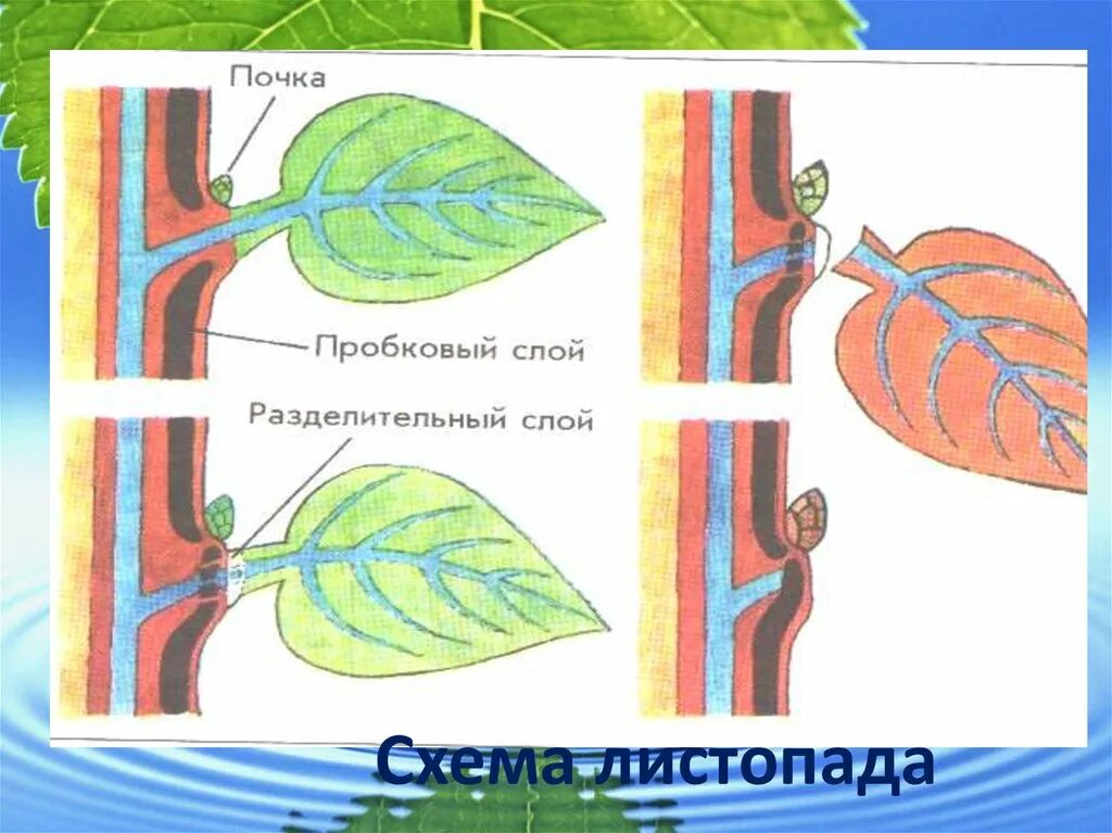 Процесс жизнедеятельности изображен на рисунке. Схема листопада. Схема процесса листопада. Листопад у растений. Листопад (биология).