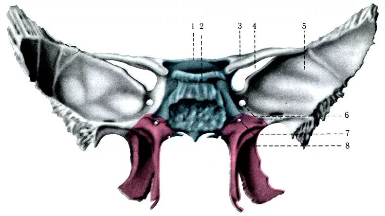 Кость бабочка. Canalis pterygoideus. Клиновидная кость анатомия Синельников. Os sphenoidale анатомия. Canalis pterygoideus Ossis sphenoidalis.