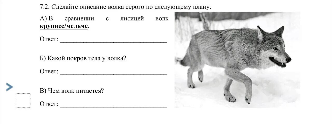 Сделайте описание лисицы обыкновенной по следующему плану. Покров тела у волка. Сделай описание волка серого по следующему плану. Сделайте описание волка по следующему плану. Описание волка.