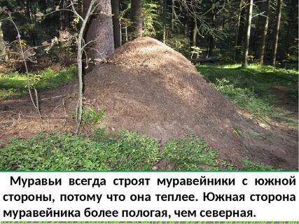 С какой стороны дерева муравьи строят муравейники