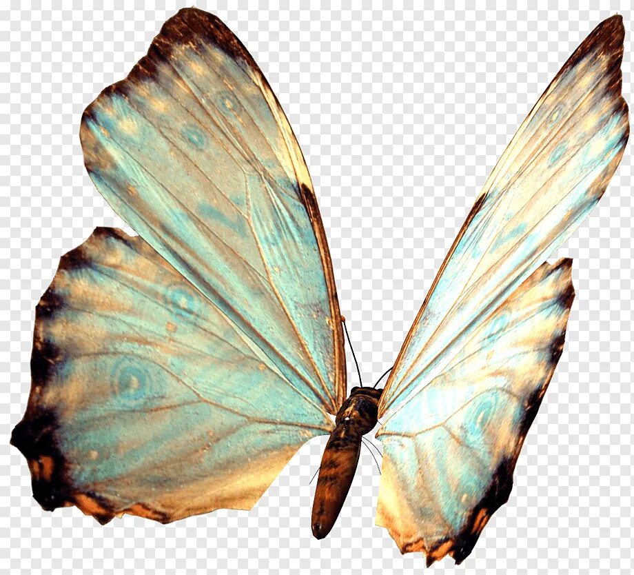 Morpho godarti. Бабочки. Papillon бабочка. Бабочки на белом фоне. Прозрачная бабочка пнг