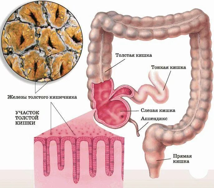 Железы тонкого кишечника строение. Желудок и толстая кишка анатомия. Железы Толстого кишечника строение. Эндокринная функция Толстого кишечника.
