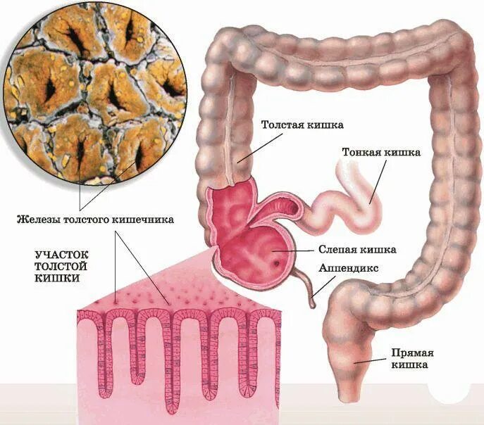 Какой сок в толстом кишечнике. Железы тонкого кишечника строение. Желудок и толстая кишка анатомия. Железы Толстого кишечника строение. Эндокринная функция Толстого кишечника.