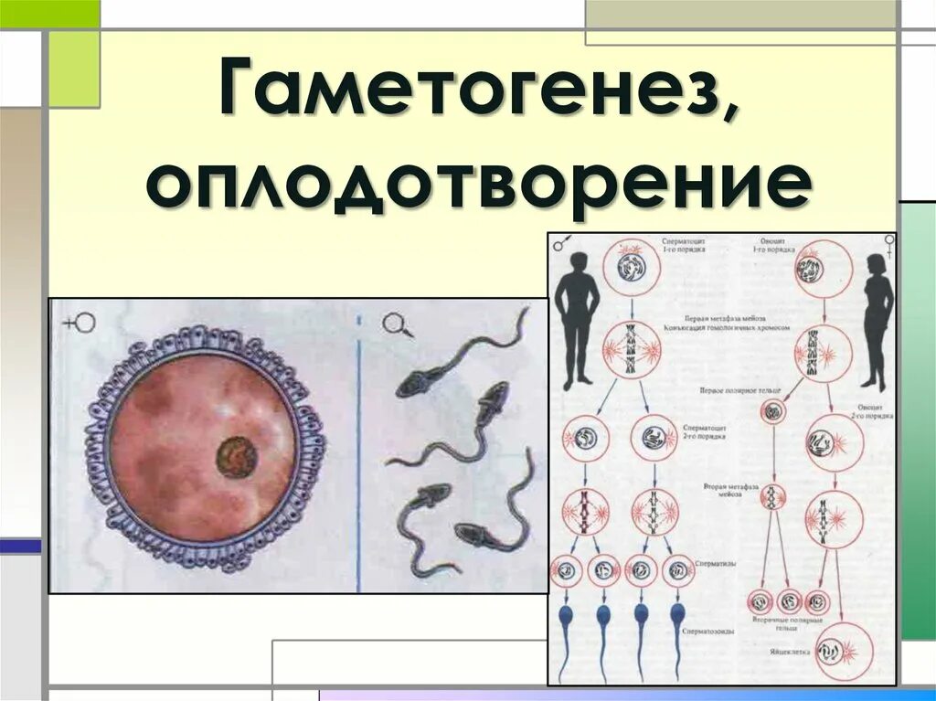 Оплодотворение гаметогенез презентация 10 класс. Гаметогенез и оплодотворение. Оплодотворение у человека. Схема оплодотворения человека.