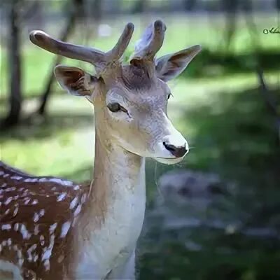 подмосковный сафари парк. аванпост конная база можайск. сафари парк можайский район. сафари парк можайский район. можайское сафари.