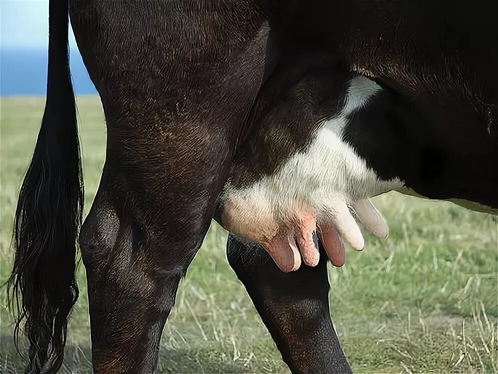 сколько вымя у коровы