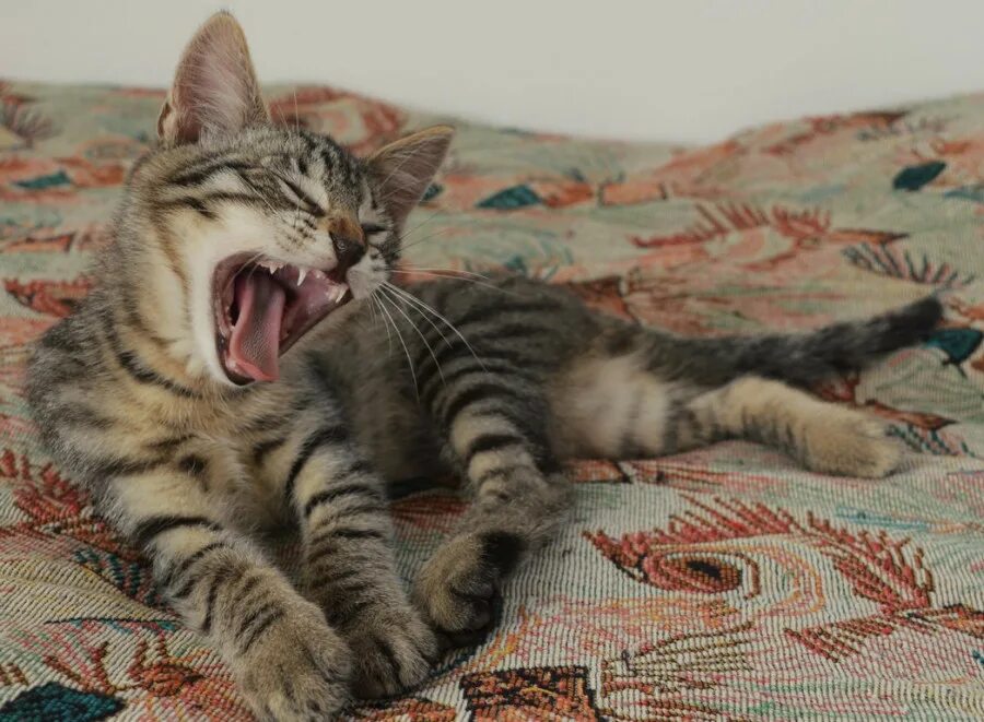 Кот васька 3. Кот васька. обычный кот васька. кот васька картинка. фото кота васьки.