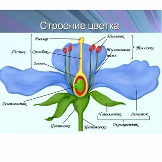 Строение Растения Схема.