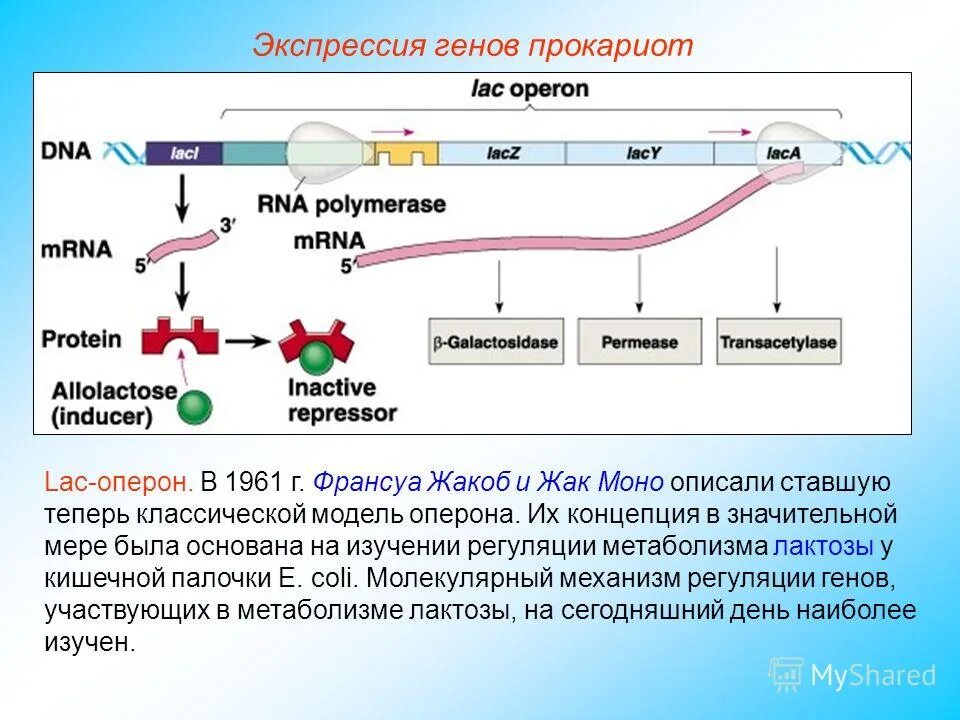 Регуляция у прокариот и эукариот. Схема строения оперона у прокариот. Структура оперона прокариот. Регуляция лактозного оперона. Строение Lac оперона.