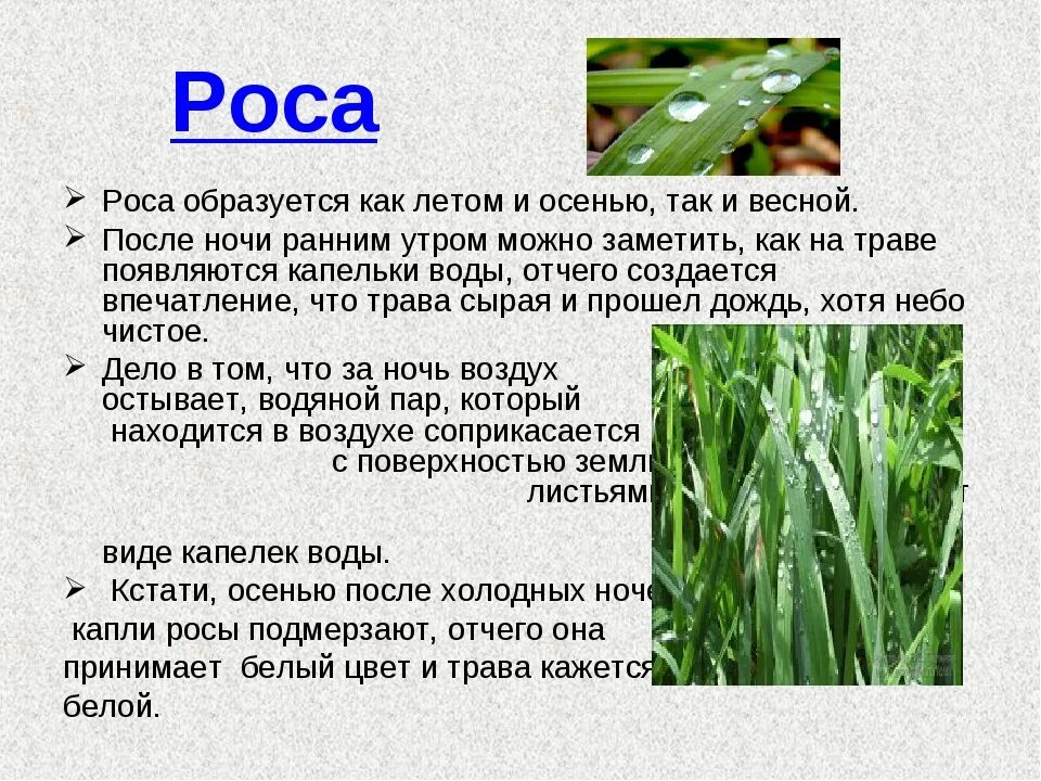 Роса написание. Роса образуется. Сообщение о росе. Доклад на тему роса. Роса презентация.