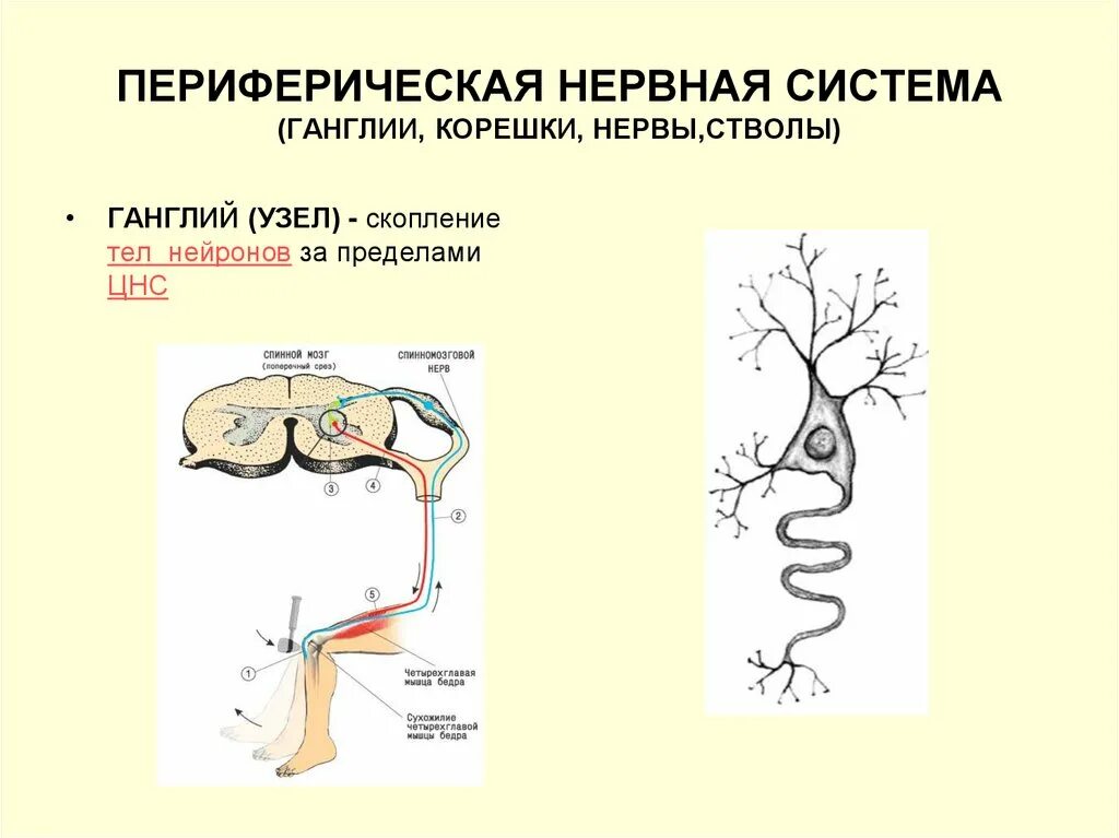 Периферическая НС нервные узлы и. Нервный узел и нервный ганглий это. Ганглии нервной системы. Строение нервов и нервных узлов