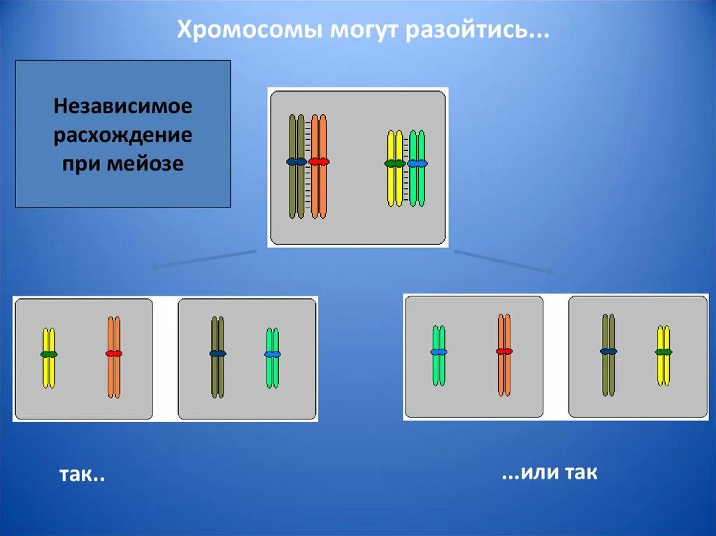 Независимое расхождение хромосом. Независимое расхождение гомологичных хромосом. Мейотического расхождения хромосом. Независимое расхождение хромосом в мейозе. При мейозе расхождение гомологичных хромосом происходит в