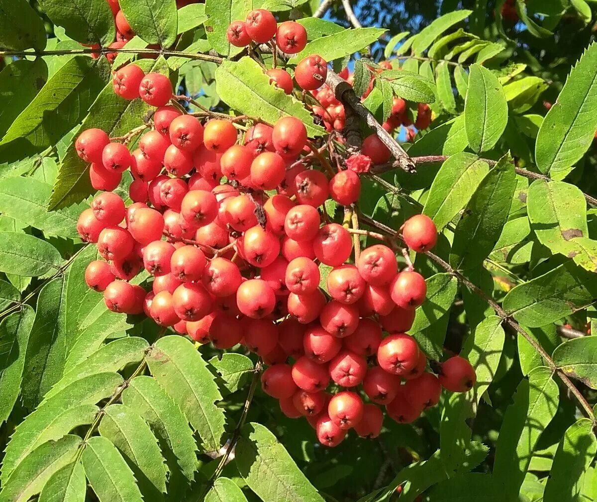 Приму рябину. Рябина бузинолистная Sorbus sambucifolia. Рябина Камчатская кустарниковая. Рябина бузинолистная Камчатка. Крымская черноплодная рябина.