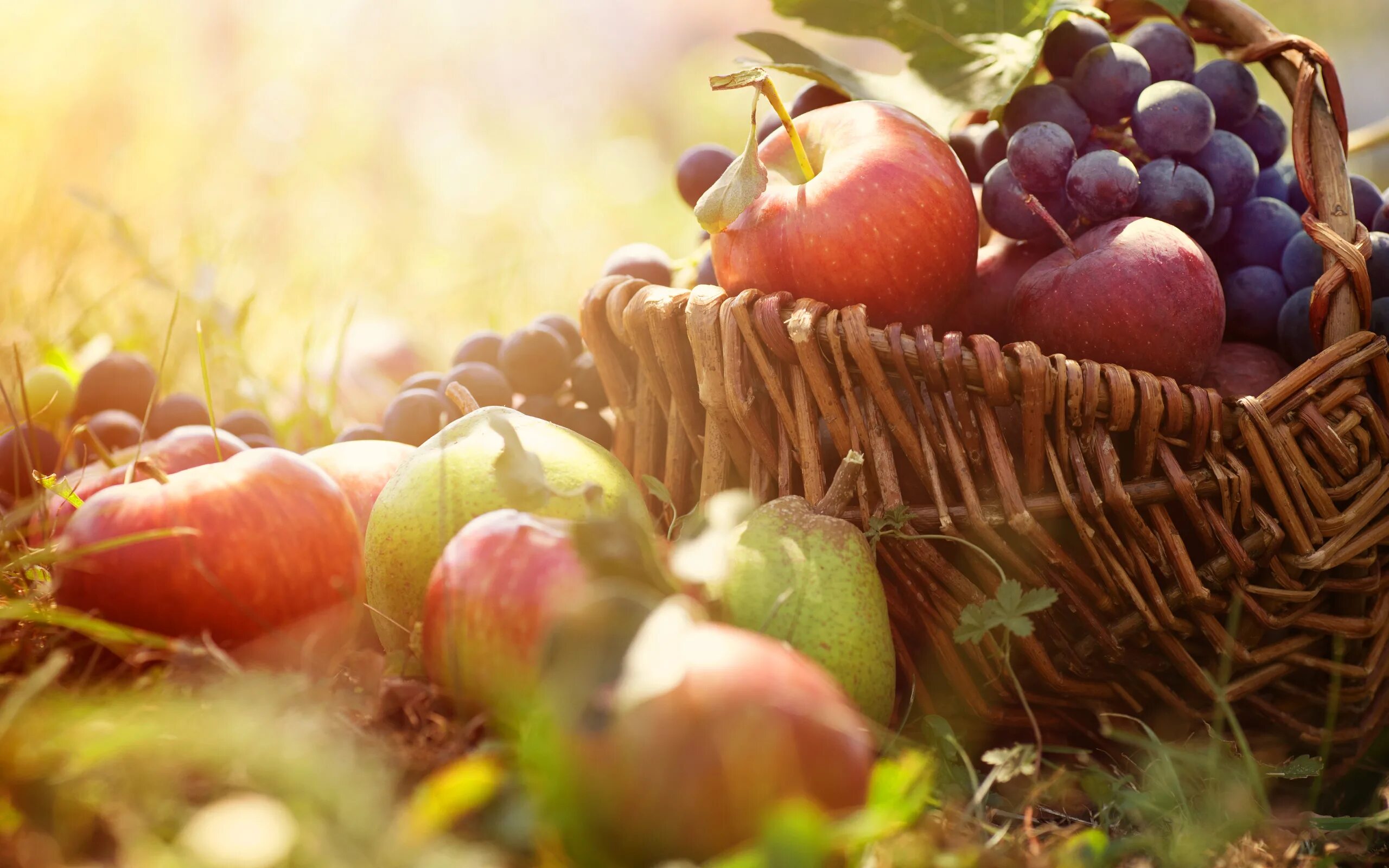Зима лето фрукты овощи. Плоды осени. Осенние фрукты. Осень яблоки. Хороший урожай.