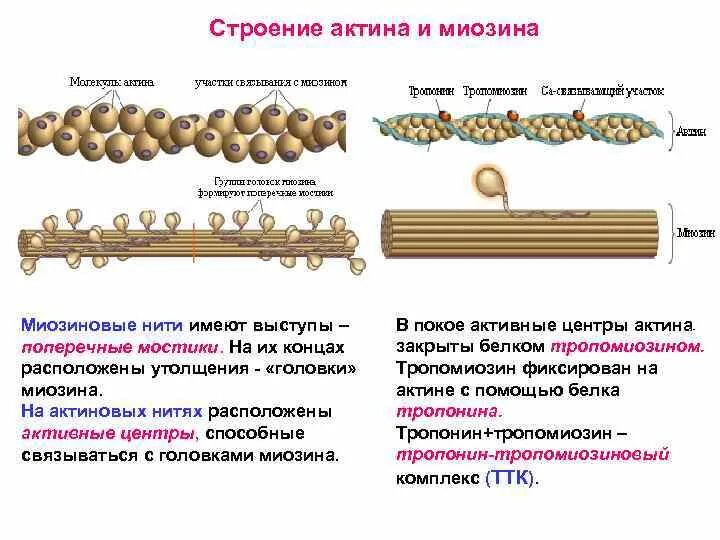 Актин и миозин физиология. Строение актина и миозина. Поперечные мостики актина и миозина. Актин и миозин схема. Актин состоит