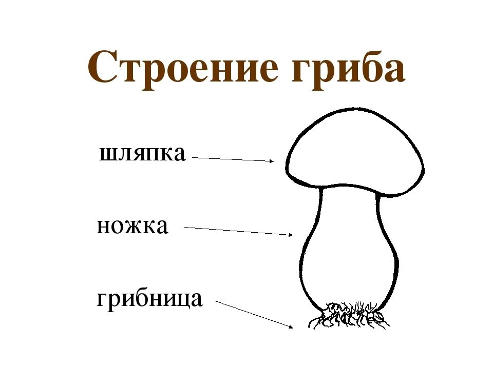 Главная часть любого гриба. Нарисуй рисунок схему шляпочного гриба. Схема строения гриба и его части. Схема строения гриба 3 класс. Схема плодовое тело шляпочного гриба.