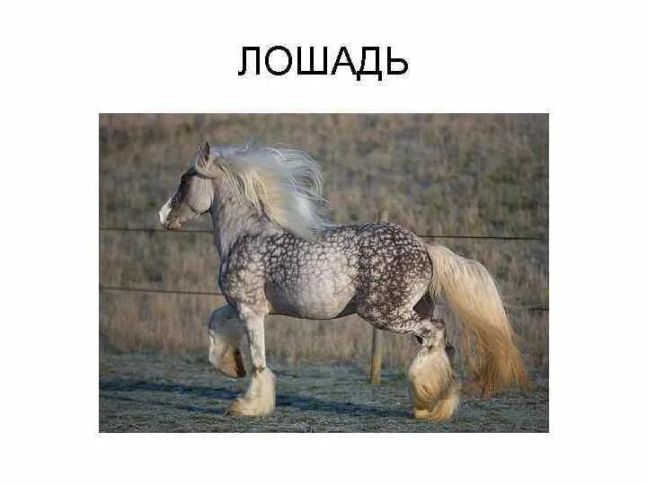 Сап лошадей это. Кожная форма сапа у лошадей.