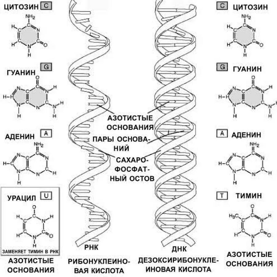 Днк какая форма. РНК структура молекулы РНК. Структура ДНК И РНК. Структура молекулы ДНК И РНК. Схема строения ДНК И РНК схема.