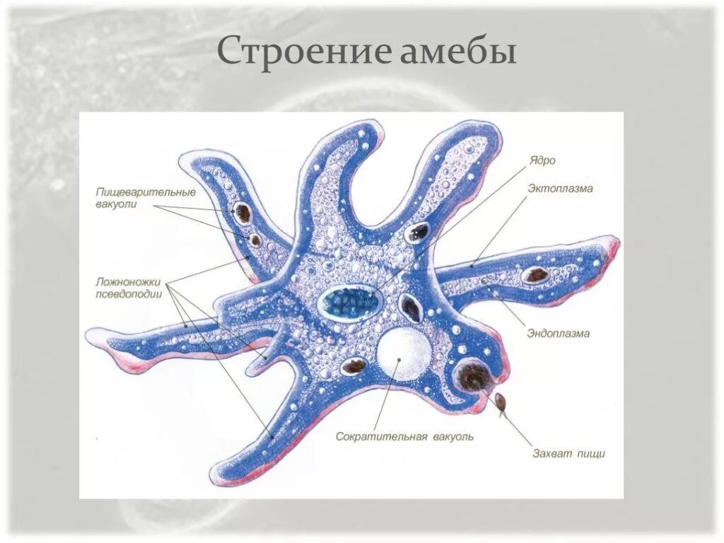 Строение класса c. Строение амебы протей. строение амебы ложноножки. выделение амебы протей. пищеварительная вакуоль строение.