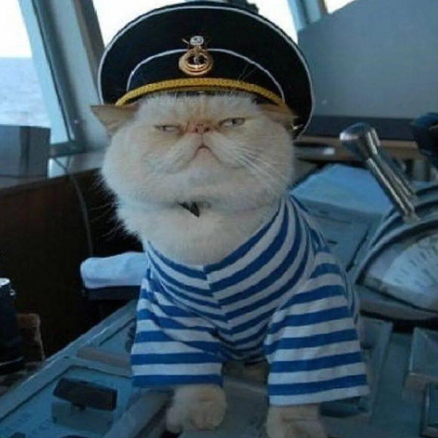 Кот матросов. Кот матрос. коты моряки. британский кот матрос.