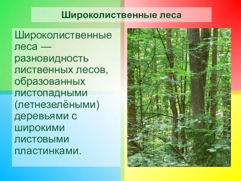 Урок смешанные и широколиственные леса 8 класс. Широколиственные леса Коренная растительность. Природная зона широколиственных лесов. Сообщение на тему смешанные леса. Смешанные и широколиственные леса кратко.