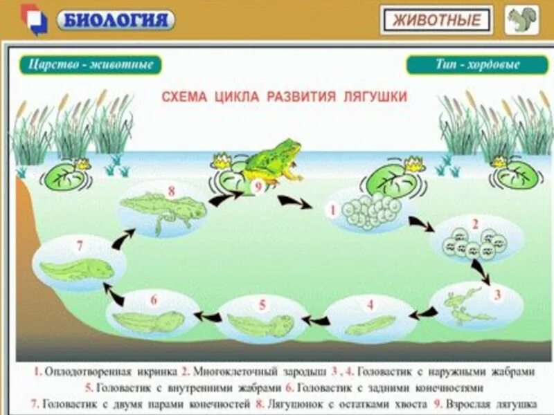Цикл животных. Цикл развития лягушки. цикл развития лягушки схема. цикл развития лягушки для детей. модель развития лягушки.