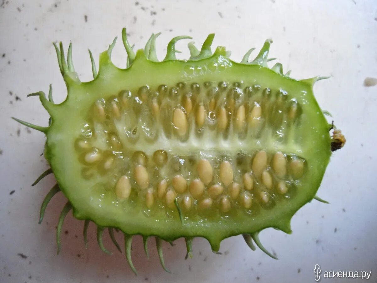 Еж огурец. Кукумис ангурия. ангурия антильский огурец cucumis anguria. ангурия антильский огурец семена. ангурия сирийская.