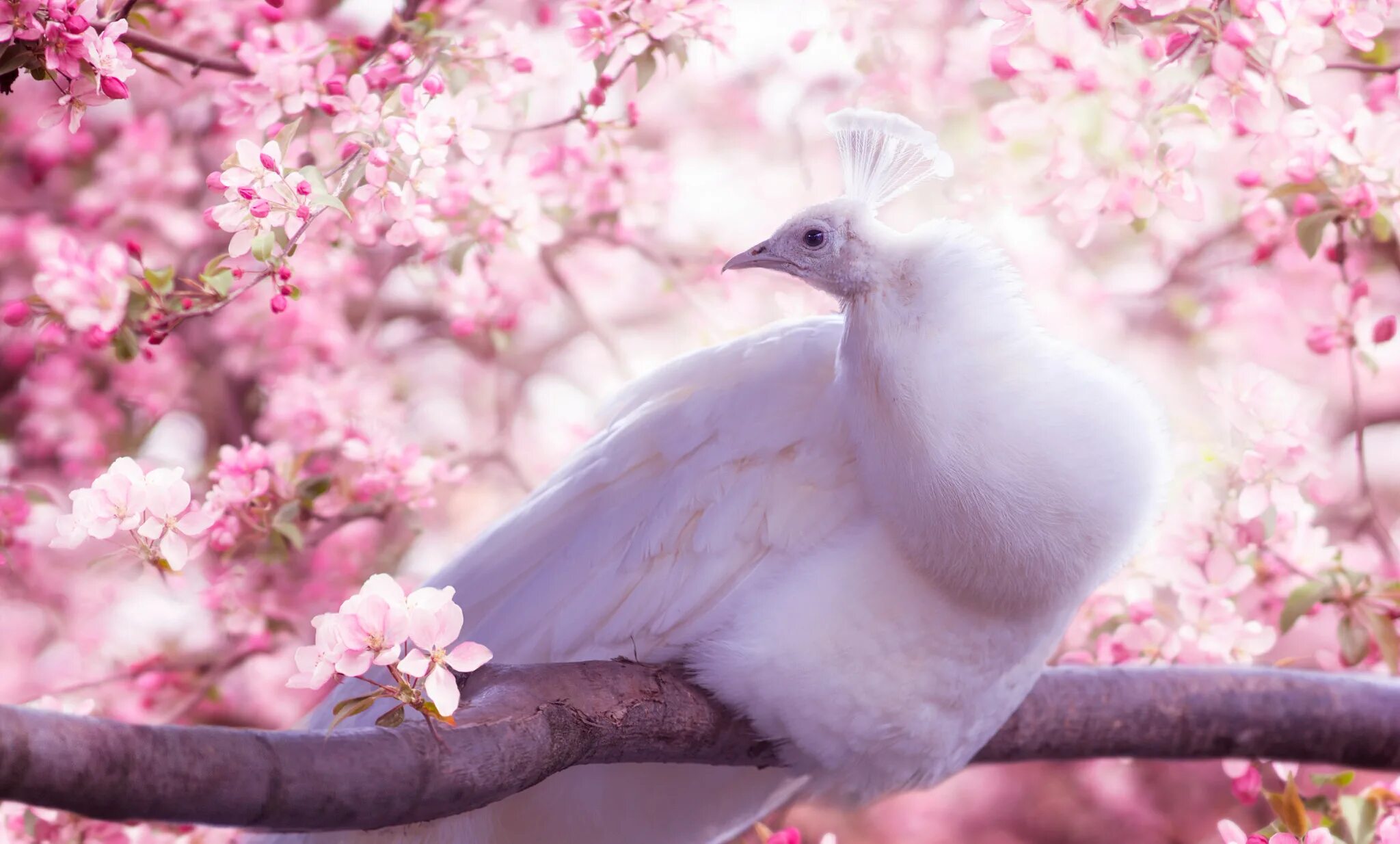 Птица твое нежное. Красивые птицы. Птицы на Сакуре. Нежные птицы.