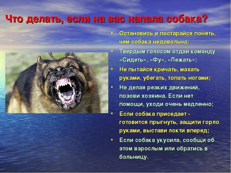 Как вести себя при нападении. Если на вас напала собака. Что делать если нападает собака. ВТО делать если на тебя на пала собака. Что делать при нападении собаки.