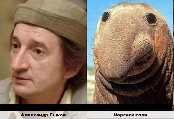 александр лыков гоголь. оуэн уилсон в профиль. большой нос с горбинкой. александр носик похож. оуэн уилсон 2022 постарел.