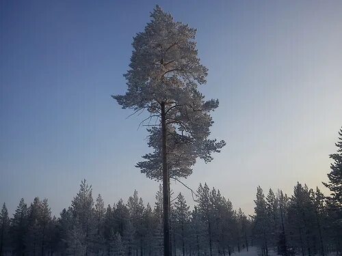 Северное хвойное. Северная сосна. Сосна на севере. Сосны севернве Северные. Сосна на севере Размеры.