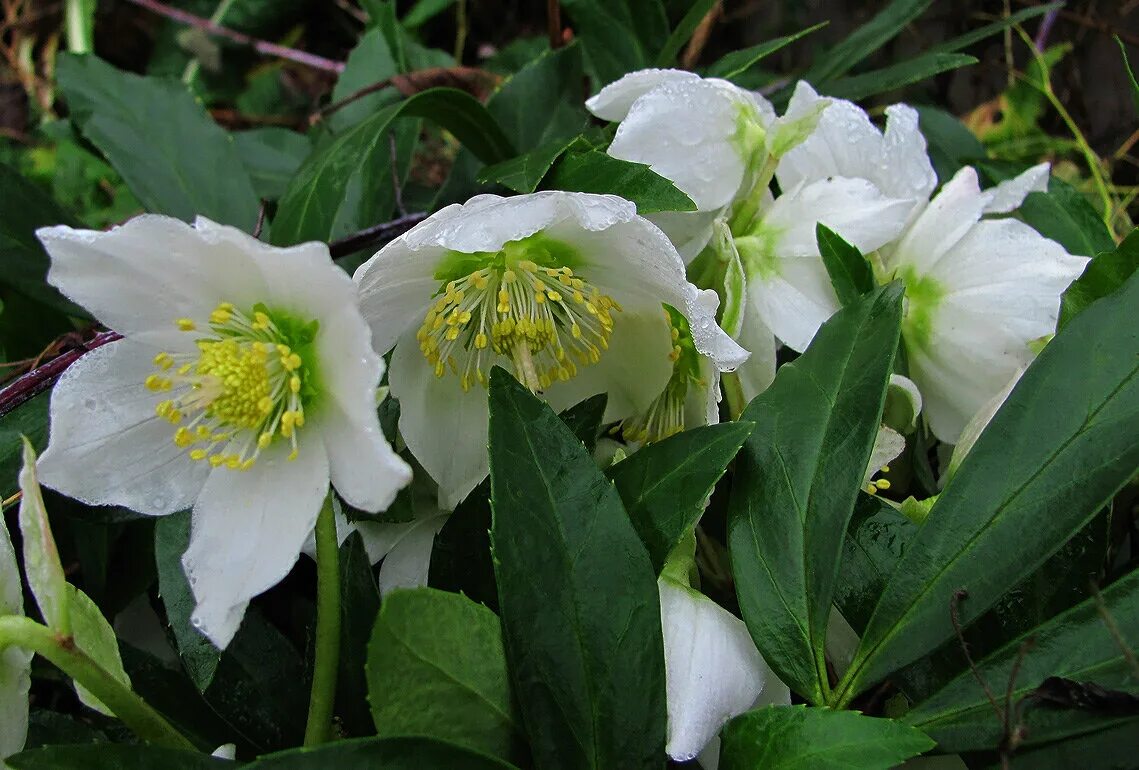 Морозник описание. Морозник геллеборус. Морозник orientalis 'Bollene'. Морозник Абхазский Helleborus abchasicus. Морозник Вайт леди.