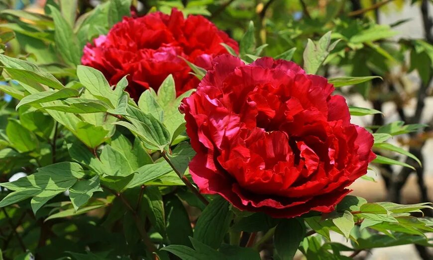 Пион древовидный Алые паруса. Пион древовидный "Алые паруса" (Paeonia suffruticosa 'Zhi Hong'). Пион древовидный Paeonia suffruticosa Red. Пион алые паруса