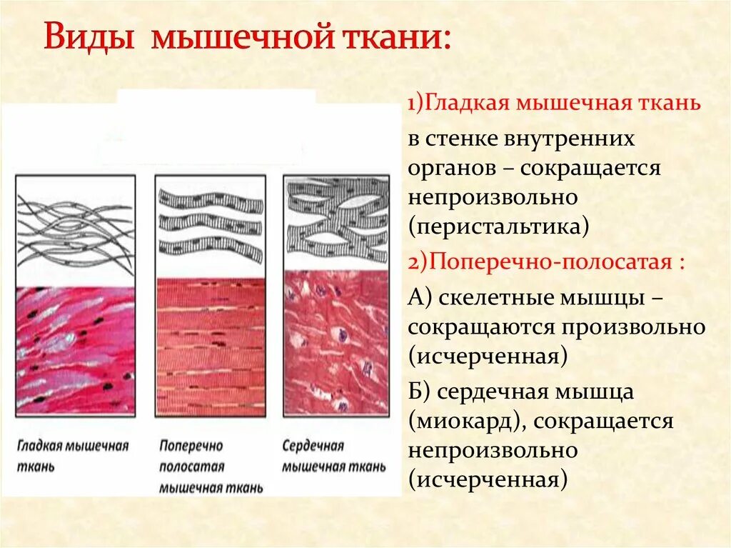 Клетки гладкой мускулатуры сокращаются. Гладкая поперечно-полосатая и сердечная мышечная ткань таблица. Функции гладкой мышечной ткани гистология. Поперечнополосатая мышечная ткань Тип ткани. Виды скелетно поперечно-полосатые мышечные ткани.