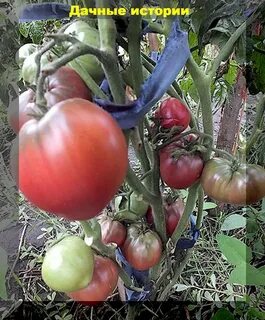 Гном пурпурное сердце фото