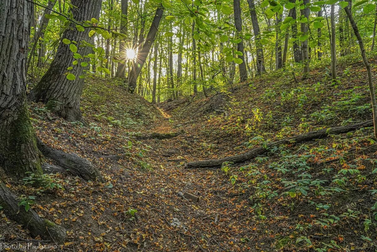 заросший овраг. в лесу на поле в овраге лежит. овраг в лесу. лесной овраг. дьяковский овраг.