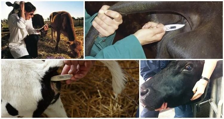 Измерение температуры у коровы. Воскресенск скота с просят. У коровы температура что делать. Термометрия у животных крс. У коровы температура что делать.