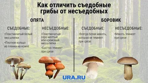 Как распознать съедобные грибы