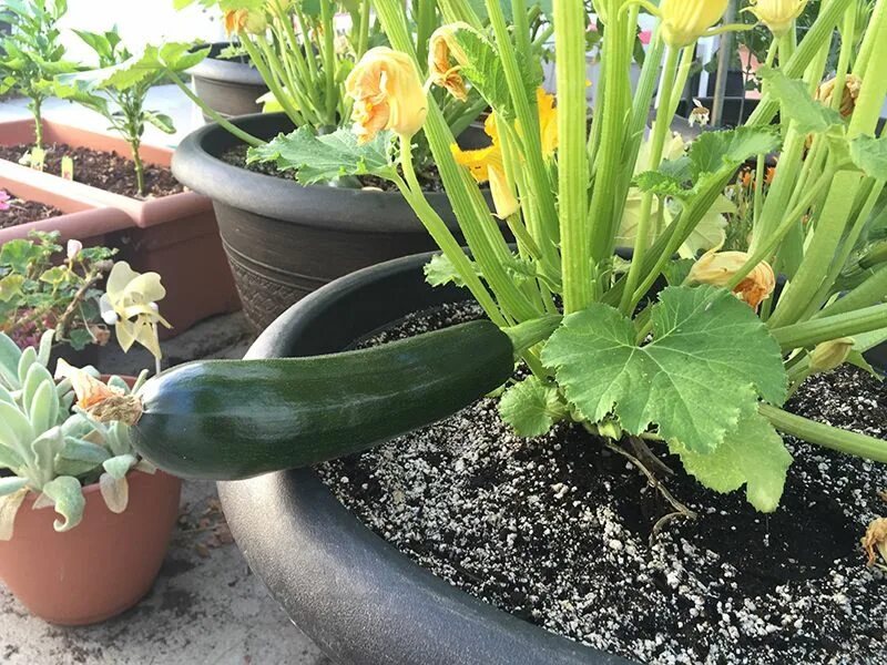 Надо ли замачивать кабачки. Цуккини Блэк Бьюти. Zucchini Plant. Cucurbita Pepo Seed. Help your Zucchini grow faster.