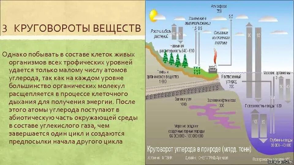 Углекислый газ функции в биосфере. Круговорот углерода в природе. Круговорот углекислого газа в биосфере. Углерод в биосфере. Круговорот углерода в биосфере последовательность.