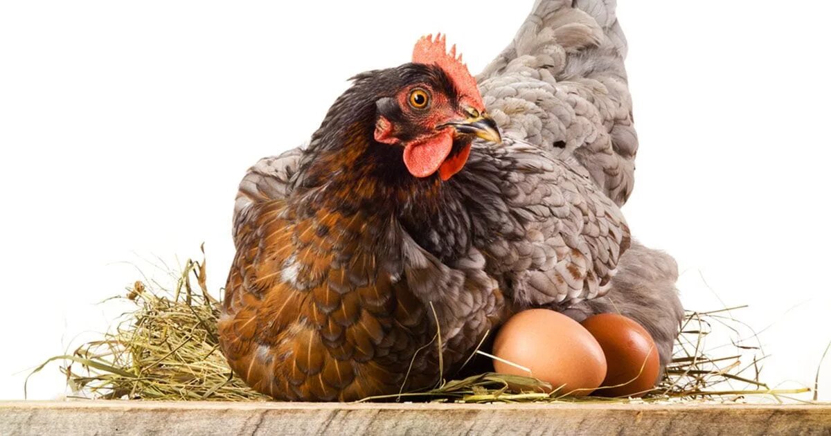 Курица Несушка. Курица с яйцами. Курочка в гнезде. Курица сидит.