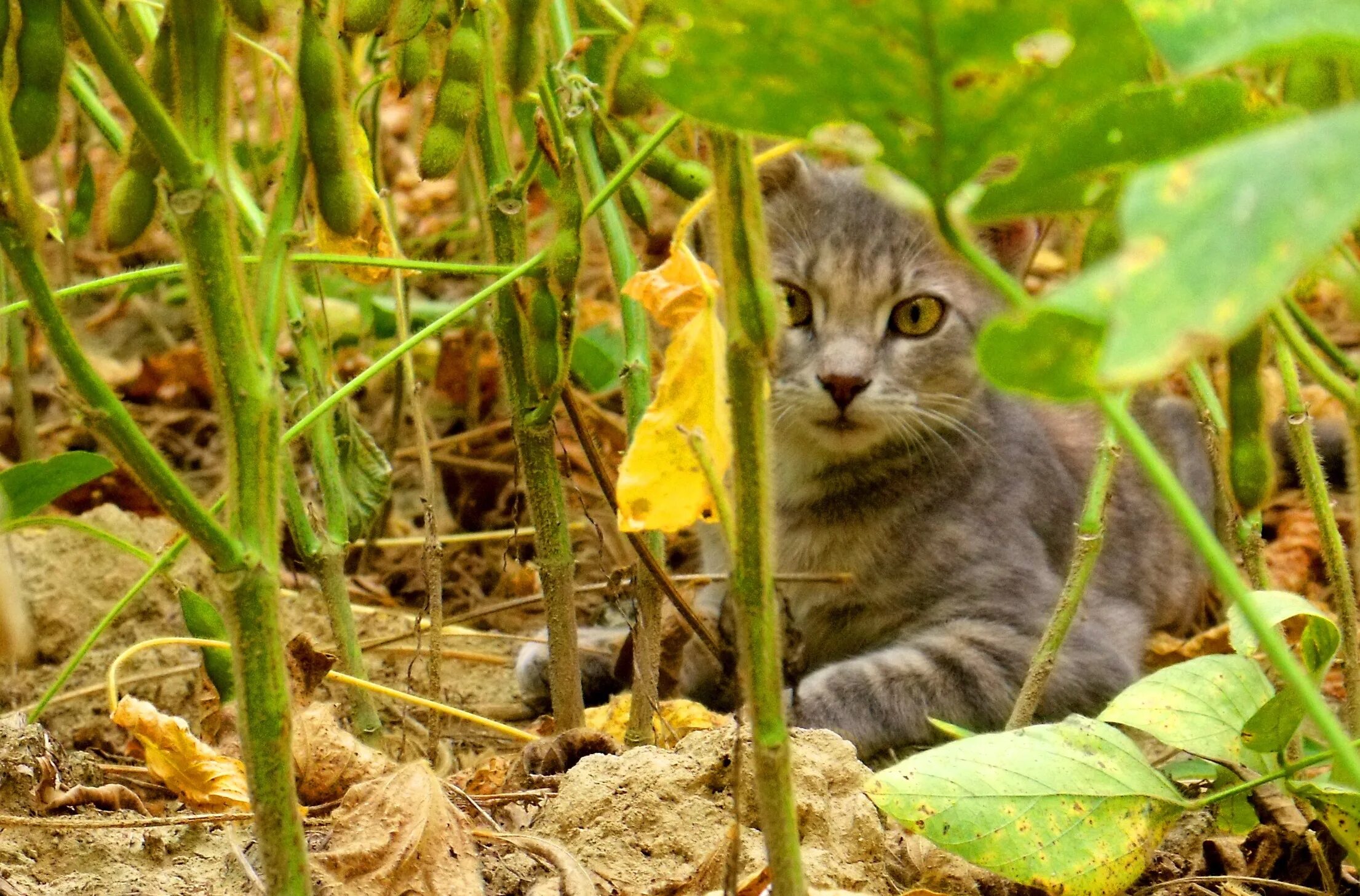 Cat field