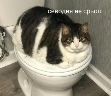 Котенок после переезда не какает