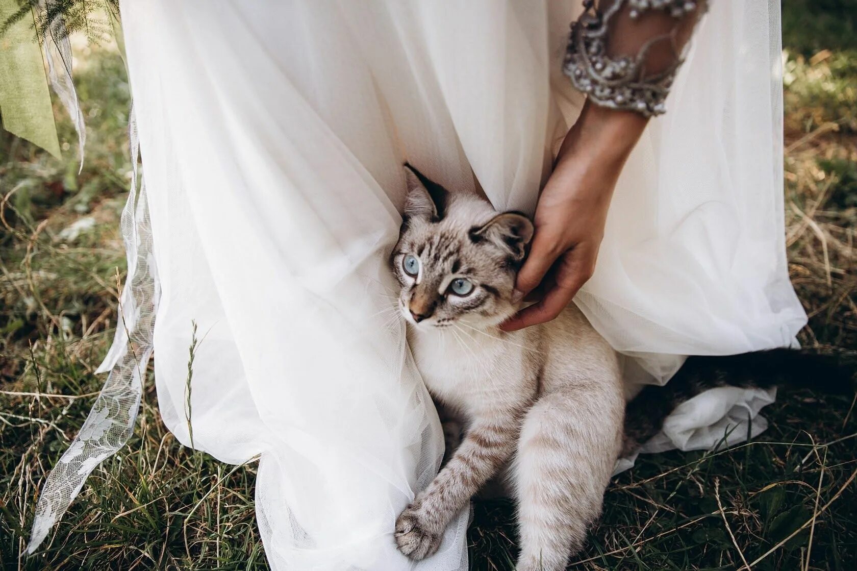 Кошка в свадебном платье. Кошачье свадебное платье. Кошка невеста.