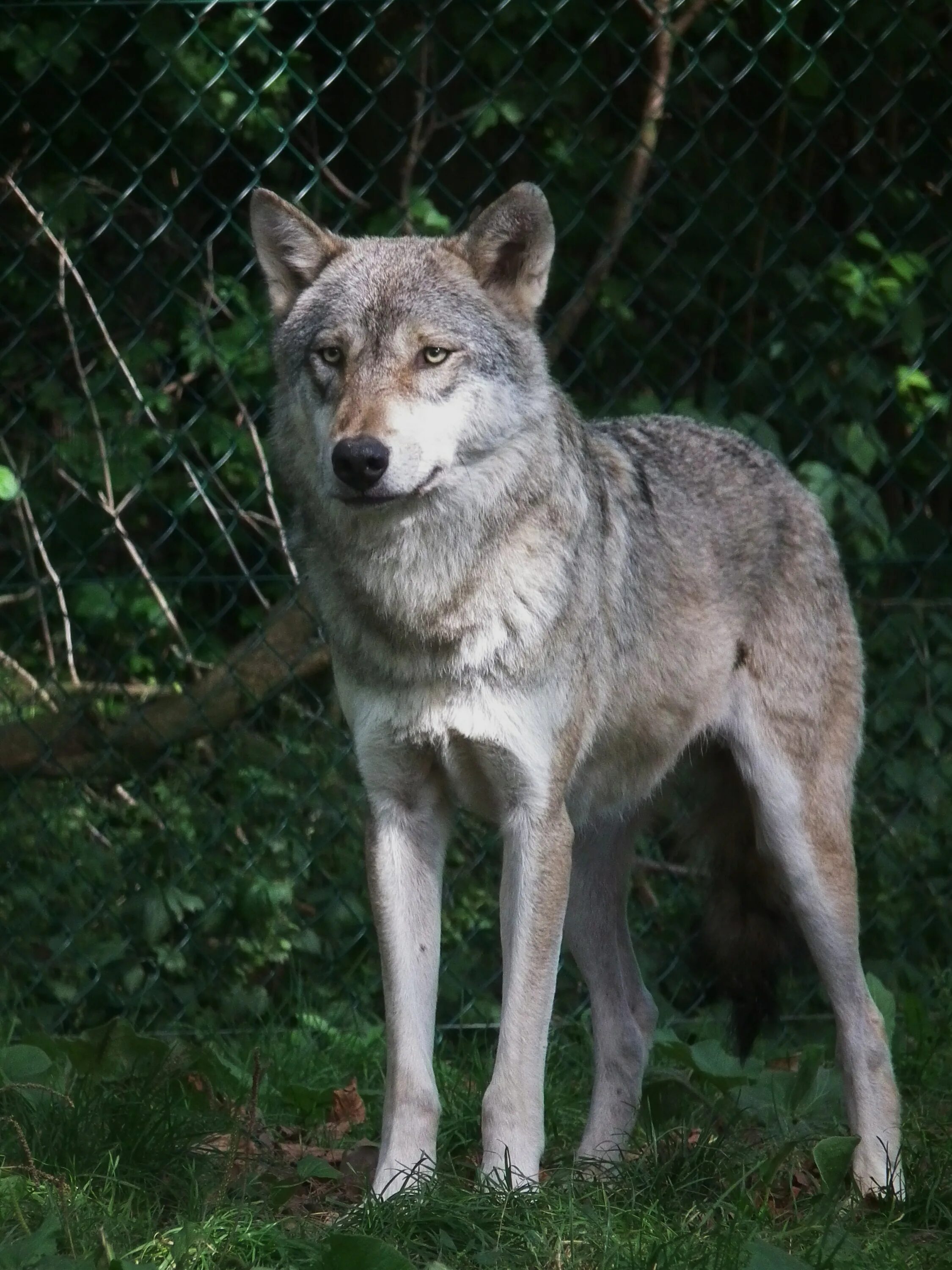 Переведи на китайский волк. Серый волк canis Lupus. Евразийский волк. Моголлонский волк. Евразийский серый волк.