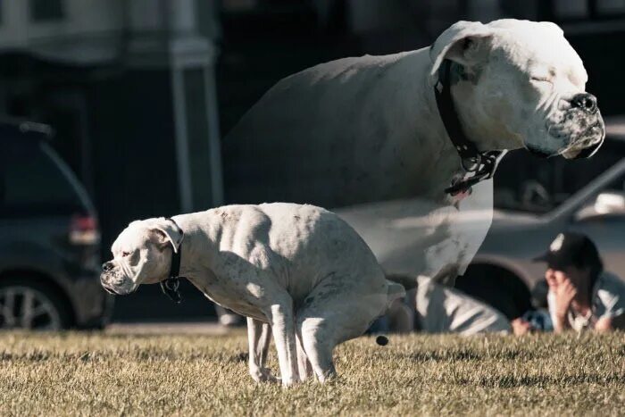 Осторожно, злая собака!. Во дворе злая собака табличка. Ла щая собака они заплат т. Ротвейлер собака злой. Немецкая овчарка сутулая.
